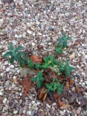 Buddleja davidii