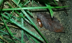 Harpalus erraticus