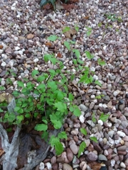 Clematis vitalba