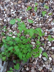 Clematis vitalba