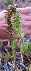 Platanthera michaelii