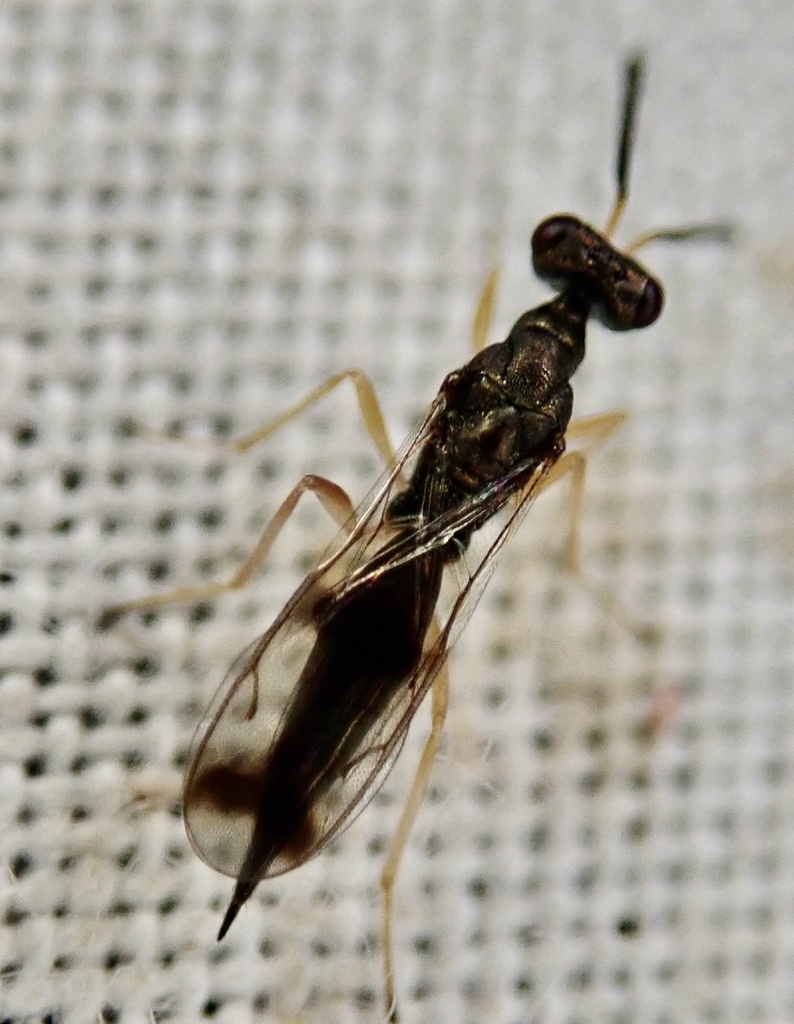 Gastracanthus pulcherrimus