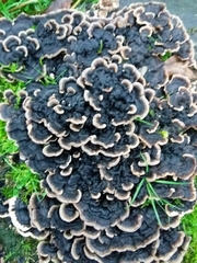 Trametes versicolor