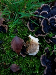 Trametes versicolor