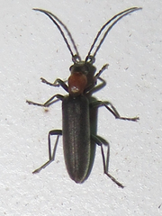 Oxycopis thoracica