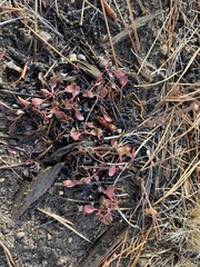 Claytonia rubra
