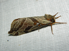 Sthenopis argenteomaculatus