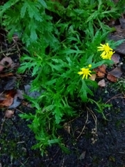 Senecio squalidus