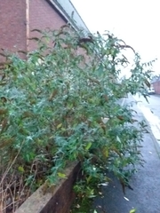 Buddleja davidii