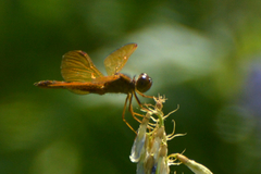 Perithemis icteroptera