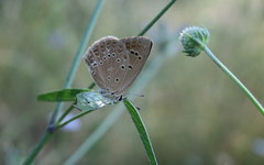 Polyommatus admetus