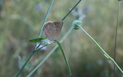 Polyommatus admetus