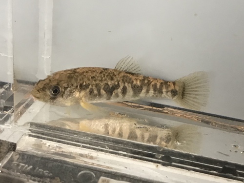 Red River pupfish (Cyprinodon rubrofluviatilis) — Cyprinodontidae — 5
