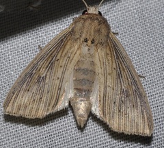 Leucania joannisi