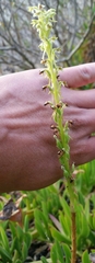 Platanthera michaelii