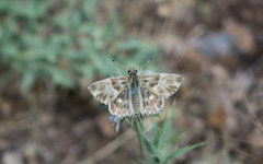 Muschampia orientalis