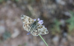 Muschampia orientalis