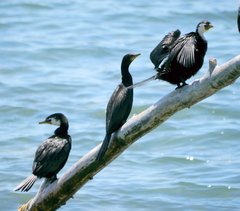 Microcarbo melanoleucos brevirostris