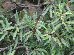 Diviner's guarri (Euclea divinorum)