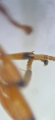 Schizopyga circulator