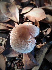 Lepiota lilacea