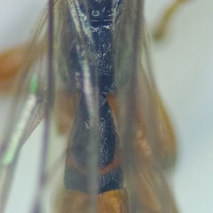 Schizopyga circulator