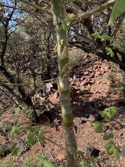 Commiphora marlothii