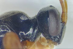 Schizopyga circulator
