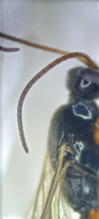 Schizopyga circulator