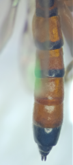 Schizopyga circulator