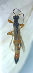 Schizopyga circulator