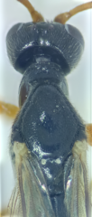 Schizopyga circulator