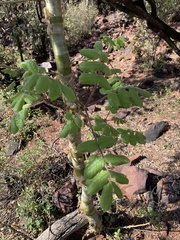 Commiphora marlothii
