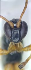 Schizopyga circulator