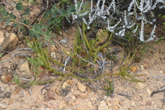 Muraltia pillansii