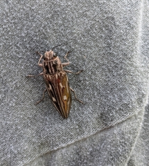 Chalcophora georgiana