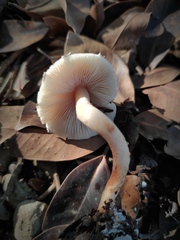 Lepiota lilacea