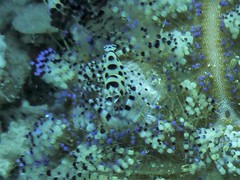 Periclimenes colemani