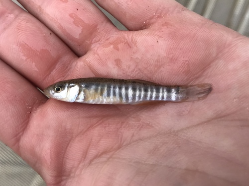 Plains killifish (Fundulus zebrinus) — Fundulidae — 2