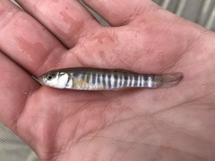 Fundulus zebrinus