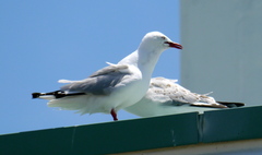 Chroicocephalus novaehollandiae scopulinus
