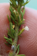 Muraltia pillansii