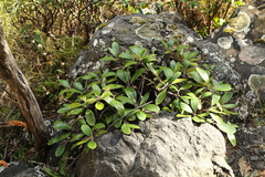 Pachystegia insignis