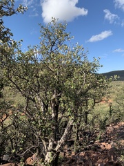 Androstachys johnsonii
