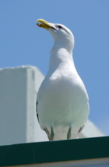 Larus dominicanus dominicanus