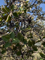 Androstachys johnsonii