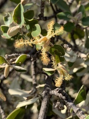 Androstachys johnsonii