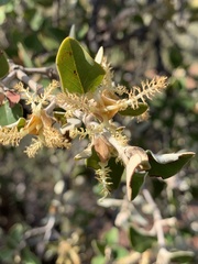 Androstachys johnsonii