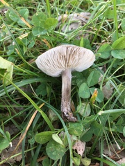 Melanoleuca polioleuca