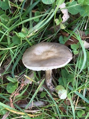 Melanoleuca polioleuca